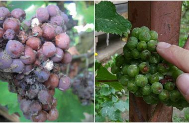 Чому гниють грона винограду, та чим його обробити, щоб вберегти врожай