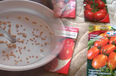 Чому насіння помідорів слід купляти в січні, та чому це так важливо, щоб мати гарний врожай
