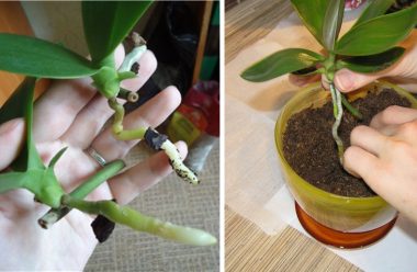 Ефективний метод розмноження орхідеї за допомогою діток. Як правильно це робити