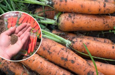 Секрети вирощування моркви, які допоможуть отримати гарний врожай
