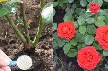 4 корисні поради по догляду за трояндами в травні. Чим підживити, щоб були гарні та великі