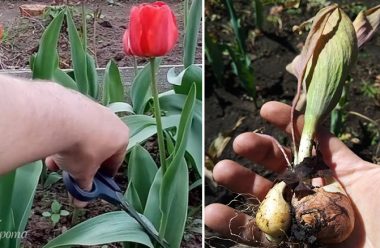 Що робити з тюльпанами, коли вони відцвіли. Коли викопувати, та як правильно зберігати