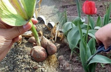 Що розбити з тюльпанами після того, як вони відцвіли: коли викопувати та як зберігати 