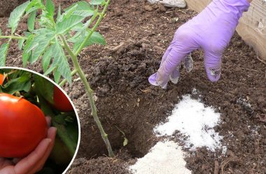Чим краще підгодувати розсаду томатів під час посадки її у відкритий ґрунт