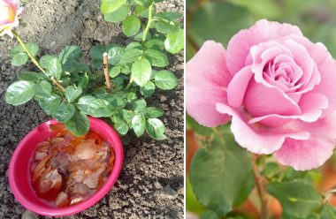 Швидко ростуть та пишно цвітуть: 5 секретів догляду за трояндами