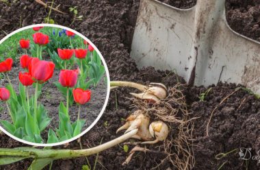 Коли і навіщо треба викопувати тюльпани. Поради, які допоможуть мати завжди гарні квіти