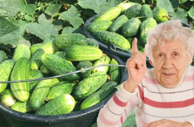 Поради від досвідченої бабусі, які допоможуть збирати врожай огірків ціле літо