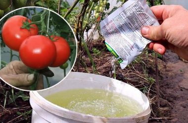 Ефективне добриво для помідорів, яка допоможе отримати гарний врожай