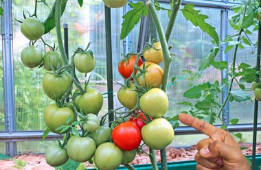 Чому томати не червоніють: що робити, як допомогти овочам дозріти