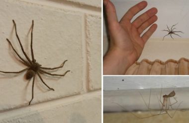 13 ефективних способів позбутися від павуків в будинку. Усім господарям на замітку