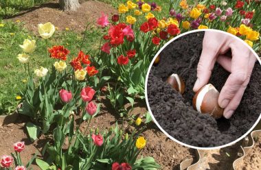Як правильно обрати місце для тюльпанів, та де в жодному разі їх не можна садити