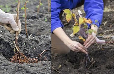 Ось як правильно посадити малину восени. 5 головних кроків