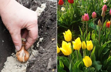 Як посадити тюльпани восени у відкритий ґрунт, щоб весною були великі та гарні