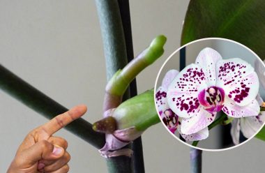 Як змусити орхідею випускати нові бруньки, та знову буйно квітнути. Дієві методи