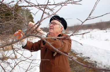 Що робити, щоб взимку не підмерзали коріння у плодових дерев. Поради від досвідчених садівників