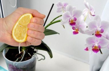 Лимонний сік: щоб коріння орхідеї було зеленим та жирним і випускала багато нових бутонів