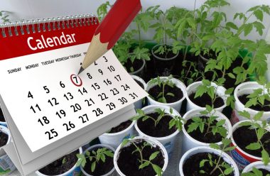 Коли і як правильно садити помідори на розсаду у 2022 році згідно з місячним календарем