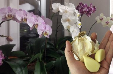 Підживлення з часнику, завдяки якому орхідея випустить відразу нові квітконоси