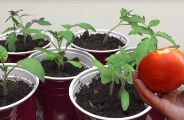 Новий та ефективний спосіб вирощування помідорів, завдяки якому можна отримати в тричі більший врожай