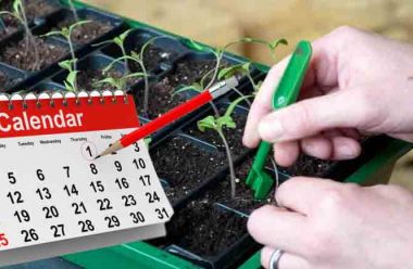 Посівний календар розсади на 21-27 лютого. Що слід садити в ці дні, щоб мати гарний врожай