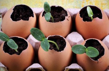 Як виростити здорову та міцну розсаду за допомогою яєчної шкаралупи. Городникам на замітку