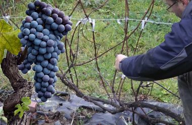 Що потрібно зробити з виноградом на початку весни, щоб мати гарний та великий врожай
