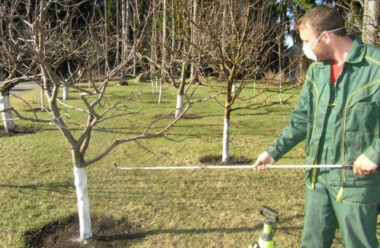 Які роботи треба провести у саду до розпускання бруньок, щоб захистити дерева від хвороб