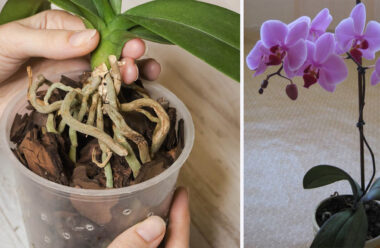 Як відновити орхідею з сухим корінням, щоб знову гарно та буйно квітнула