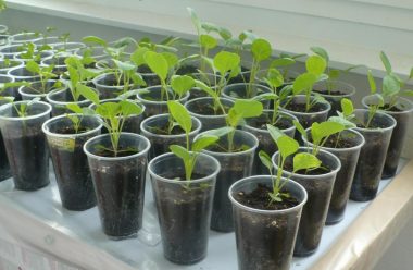 Що не можна робити при вирощуванні розсади капусти: 3 головні помилки