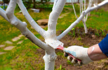 Коли, та як правильно білити плодові дерева, щоб захистити їх від хвороб та шкідників