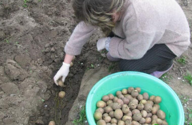 7 кращих способів посадки картоплі, для великого врожаю
