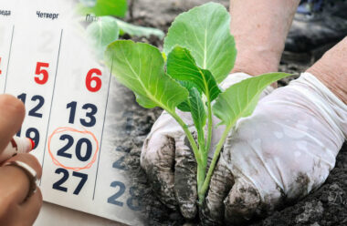 Детальний посівний календар на травень 2022 року: коли і які культури садити