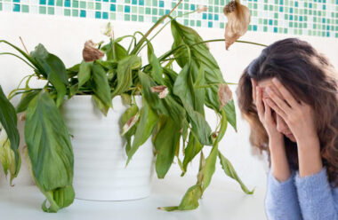 Чому починають хворіти домашні рослини, та чого слід чикати в сім’ї найближчим часом