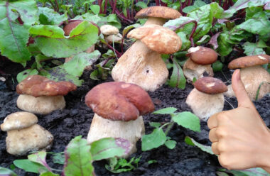 Вирощуємо лісові гриби у себе вдома. Два прості та дієві способи