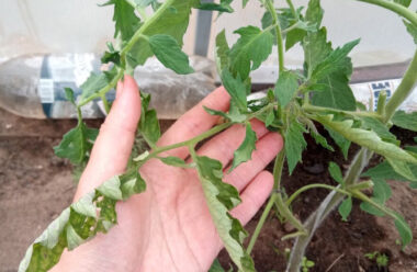 Чому листя томатів скручується, та як з цим боротися, щоб не втратити врожай