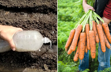 Як посіяти моркву щоб вона швидко зійшла і порадувала великим урожаєм. Городникам на замітку