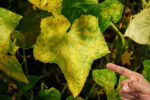 6 корисних порад, щоб листя огірків не жовтіло, а довгий час залишалося зеленим