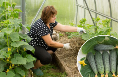 Головні секрети вирощування огірків. Врожай будете збирати відрами