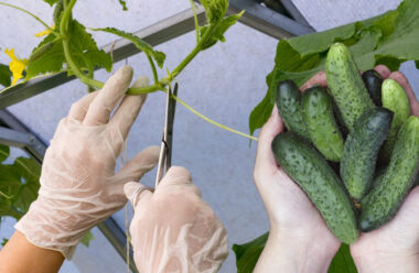 Як правильно формувати огірки під час росту, щоб отримати максимальний врожай