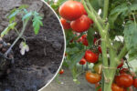 Поради: як виростити міцні та здорові кущі помідорів, які дадуть багатий врожай