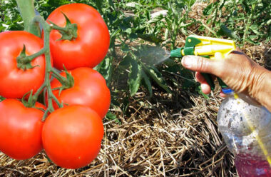 Чим підживити розсаду помідорів під час цвітіння, щоб було багато зав’язків