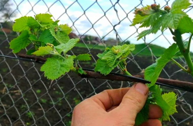 Видалення зелених пагонів винограду: як правильно та навіщо це робити