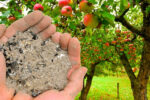 Збільшуємо врожай яблук: що потрібно зробити, після того, як відцвіли
