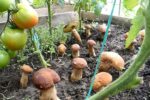 Вирощування грибів в домашніх умовах. Це простіше ніж ви думали