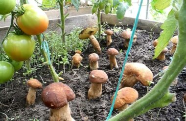 Вирощування грибів в домашніх умовах. Це простіше ніж ви думали