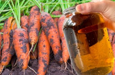 Щоб морква була соковитою, смачною та великою, її потрібно підживлювати цим розчином