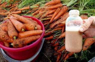 Розчин, який допоможе збільшити врожай моркви. Росте великою та не гниє
