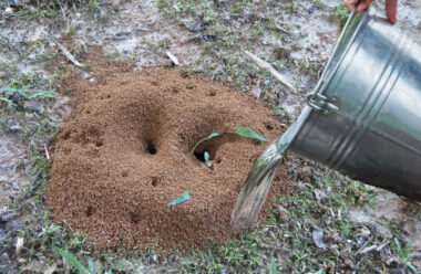 Ефективний спосіб боротьби з мурахами на городі. Вони на довго залишать вашу ділянку