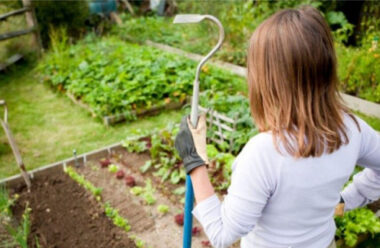 8 важливих робіт, які необхідно зробити у липні на городі, щоб мати гарний врожай