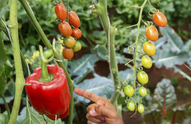 Які рослини не можна садити поруч з помідорами, щоб не зашкодити їм